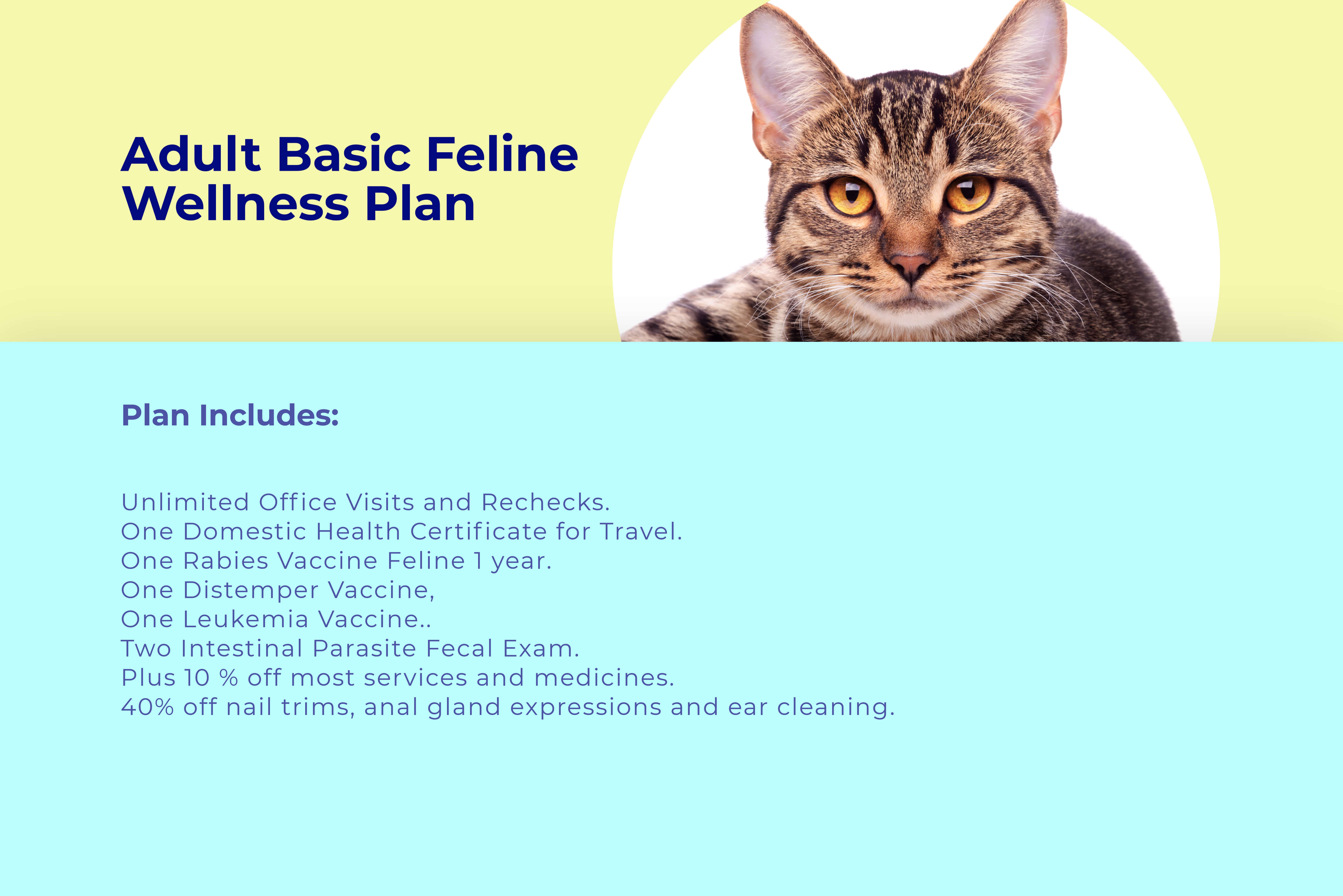 Adult cat basic wellness plan at animal wellness clinic