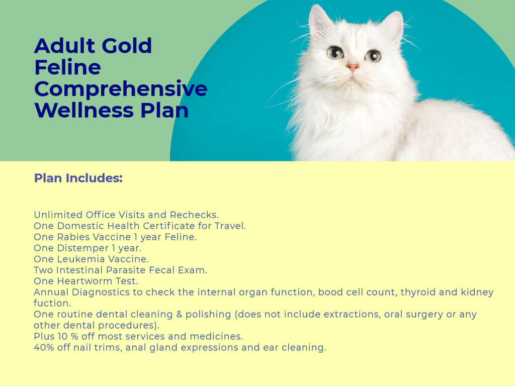 Adult Cat gold Comprehensive Wellness Plan Plus at animal wellness clinic