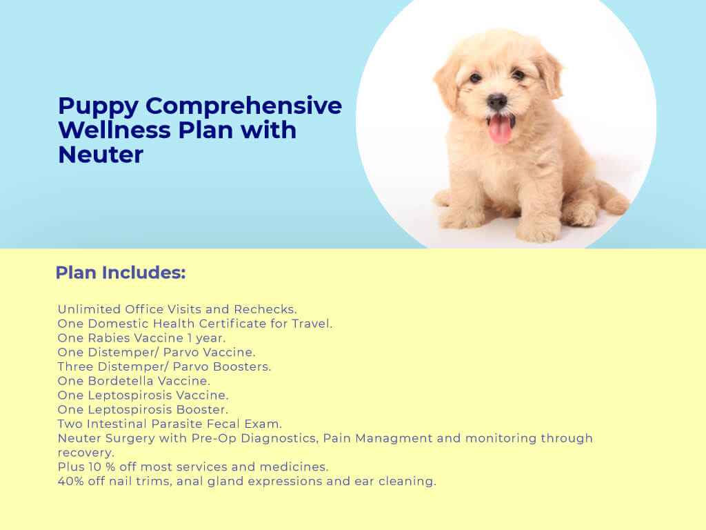 Puppy Comprehensive Wellness plan with neuter at animal wellness clinic.jpg