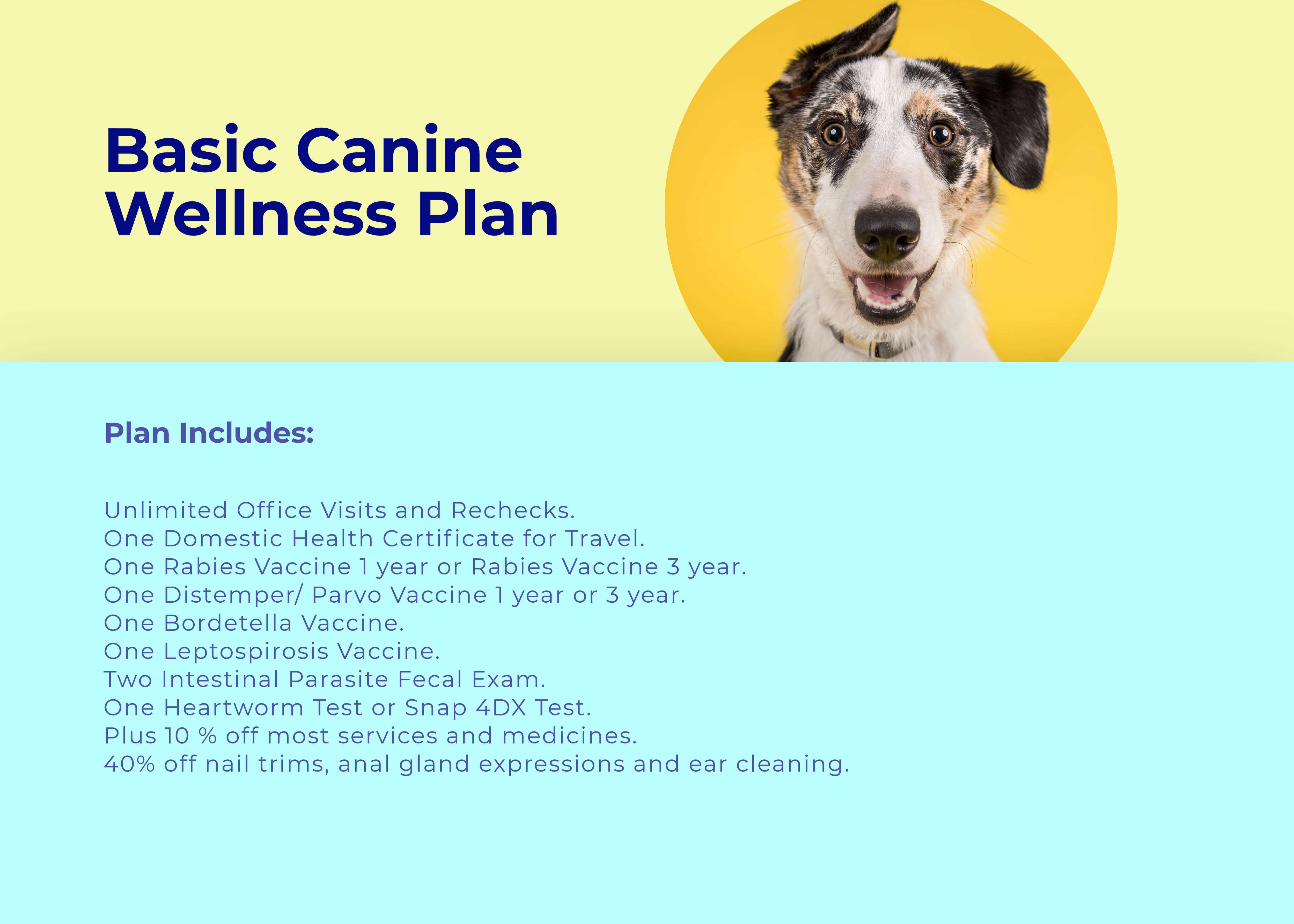 dog wellness
