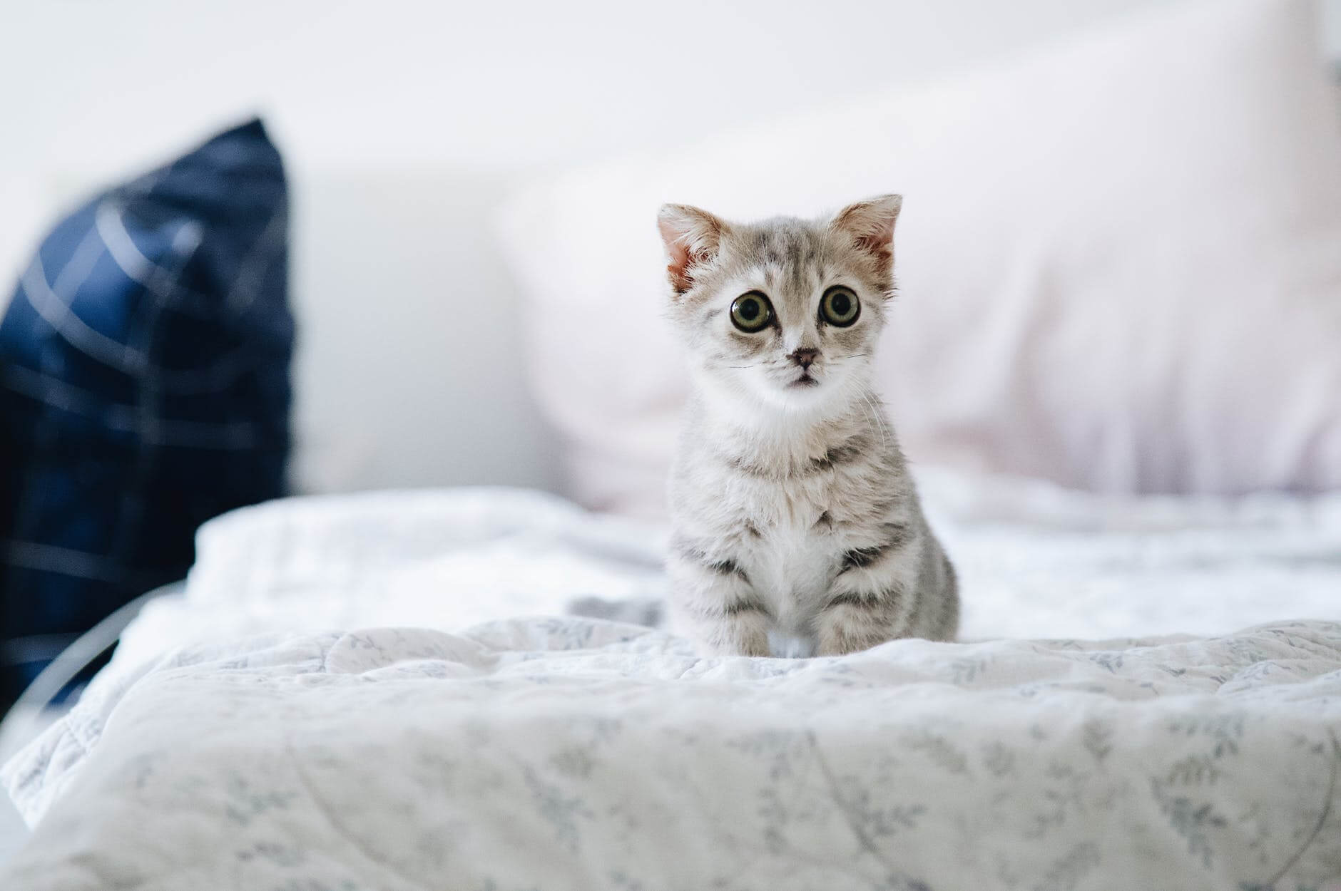 Cute kitten with lovely eyes