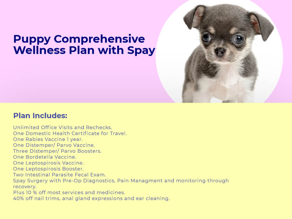 Puppy Comprehensive Wellness plan Spay at Animal wellness clinic