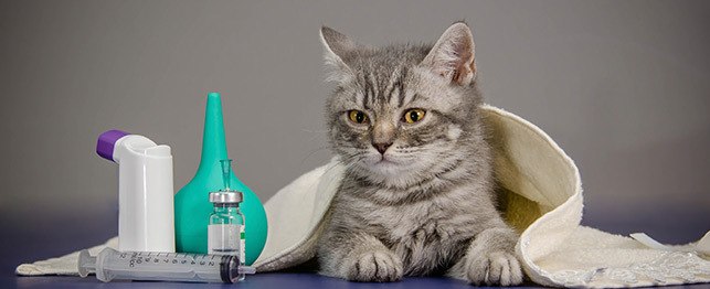 Cat medications