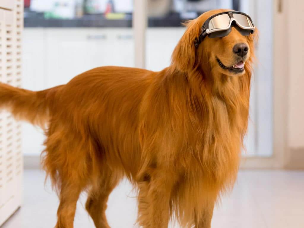 dog laser therapy