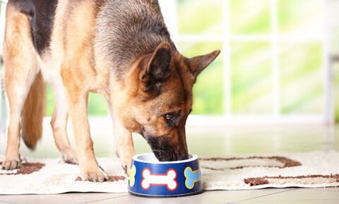 dog nutrition