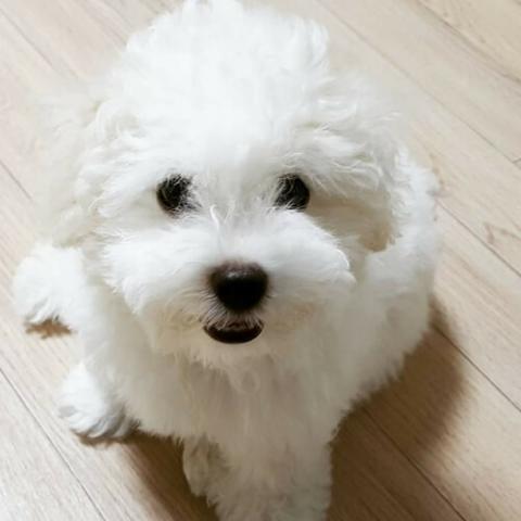 Facts about best sale bichon frise dogs