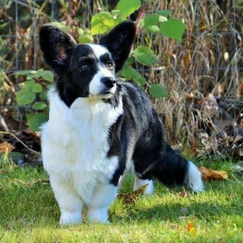 Corgi best sale hunting dog