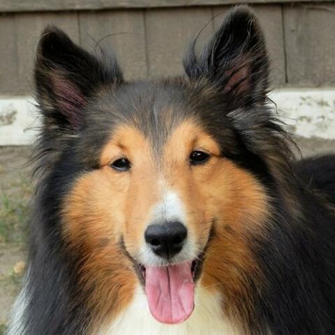 Dog breeds sale sheepdog