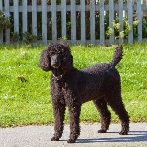 Standard poodle clearance big dogs